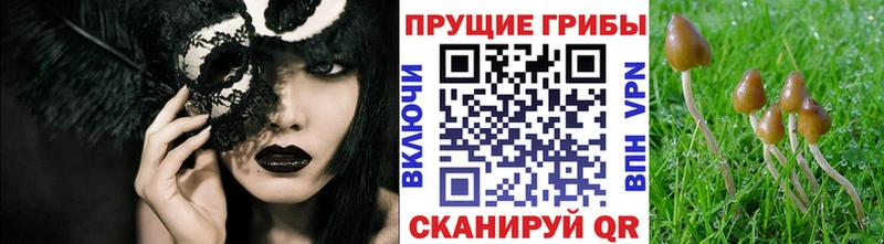 Купить закладки  Железногорск-Илимский  Галлюциногенные грибы мицелий 